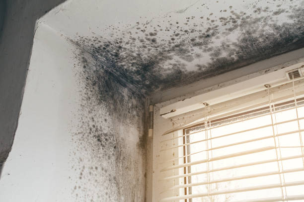 Affordable Mold Removal solutions in Highland Park, MI